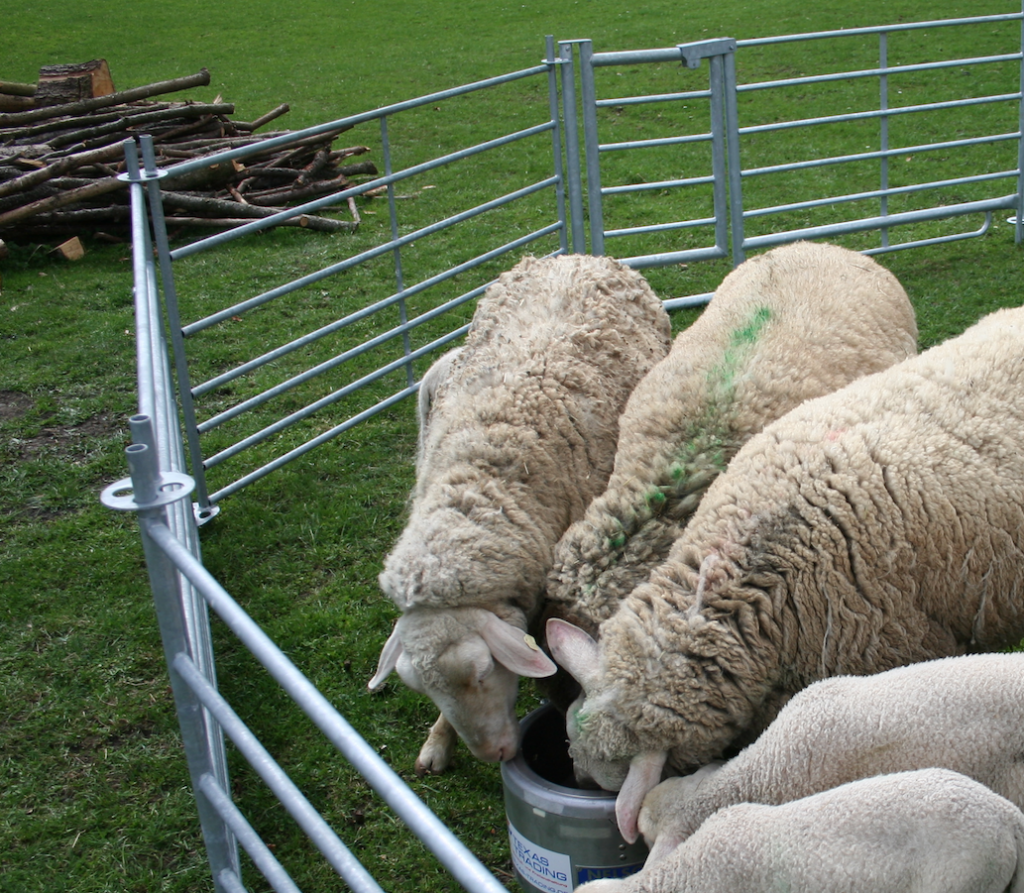 Sheep-Panels